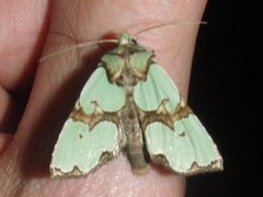 Grønnbåndet rotfly (Staurophora celsia)