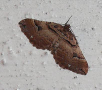 Shoulder-stripe (Anticlea badiata)