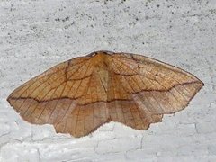 Seljebrannmåler (Epione repandaria)