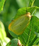 Four-dotted Footman (Cybosia mesomella)