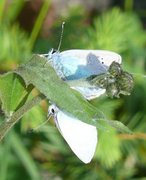 Green-underside Blue (Glaucopsyche alexis)