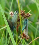 Forester (Adscita statices)