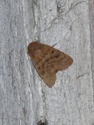 Mottled Rustic (Caradrina morpheus)