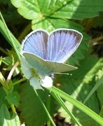 Green-underside Blue (Glaucopsyche alexis)