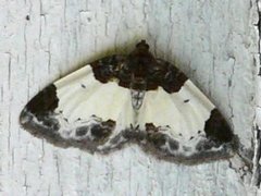 Beautiful Carpet (Mesoleuca albicillata)