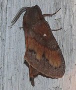 Pine Lappet (Dendrolimus pini)