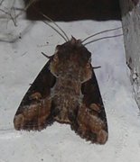 Double Lobed (Lateroligia ophiogramma)