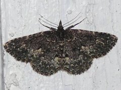 Waved Black (Parascotia fuliginaria)