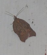 Grå flatvikler (Acleris effractana)