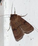 Six-striped Rustic (Xestia sexstrigata)