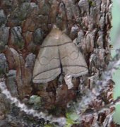 Small Fan-foot (Herminia grisealis)