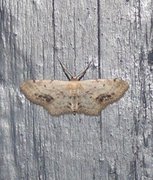 Flekkengmåler (Idaea dimidiata)