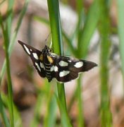 Gullrisengmott (Anania funebris)