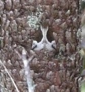 Beautiful Snout (Hypena crassalis)