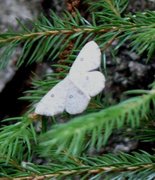 Bjørkeløvmåler (Cyclophora albipunctata)