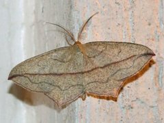 Blood-vein (Timandra comae)