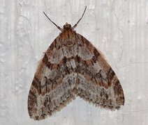 Barred Tooth-striped (Trichopteryx polycommata)