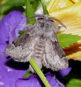 Pale Eggar (Trichiura crataegi)