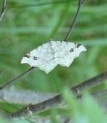 Peacock Moth (Macaria notata)