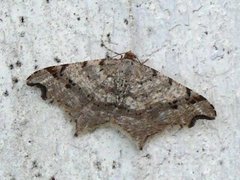 Sharp-angled Peacock (Macaria alternata)