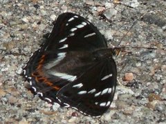 Poplar Admiral (Limenitis populi)