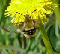 Narrow-bordered Bee Hawk-moth (Hemaris tityus)