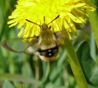 Smalkantet humlesvermer (Hemaris tityus)