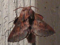 Small Lappet (Phyllodesma ilicifolia)