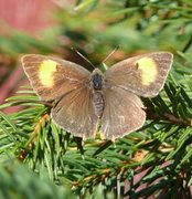 Brown Hairstreak (Thecla betulae)