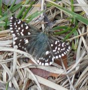 Grizzled Skipper (Pyrgus malvae)