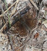 Dingy Skipper (Erynnis tages)