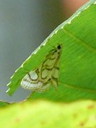 Beautiful China-mark (Nymphula nitidulata)