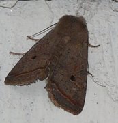 Red-line Quaker (Agrochola lota)
