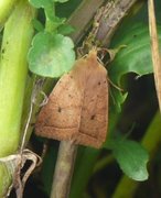 Yellow-line Quaker (Agrochola macilenta)