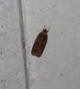 Common Flat-body (Agonopterix heracliana)