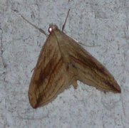 Garden Pebble (Evergestis forficalis)