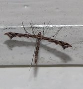 Svinerotfjærmøll (Amblyptilia punctidactyla)