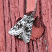 Broad-barred White (Hecatera bicolorata)