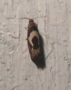 White-foot Bell (Epiblema foenella)