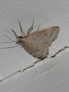 Pale Straw Pearl (Udea lutealis)