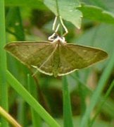 Bordered Pearl (Paratalanta pandalis)