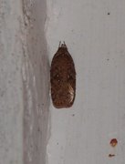 Common Flat-body (Agonopterix heracliana)