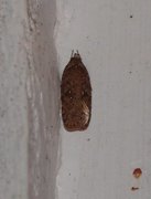 Agonopterix heracliana