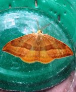 Barred Hook-tip (Watsonalla cultraria)