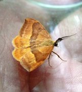 Barred Hook-tip (Watsonalla cultraria)