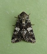 Marbled Coronet (Hadena confusa)