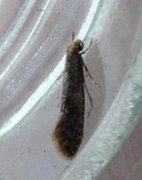 Skin Moth (Monopis laevigella)