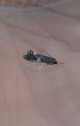 Carrion Moth (Monopis weaverella)