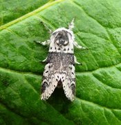 Sallow Kitten (Furcula furcula)