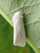 Hvit tigerspinner (Spilosoma urticae)